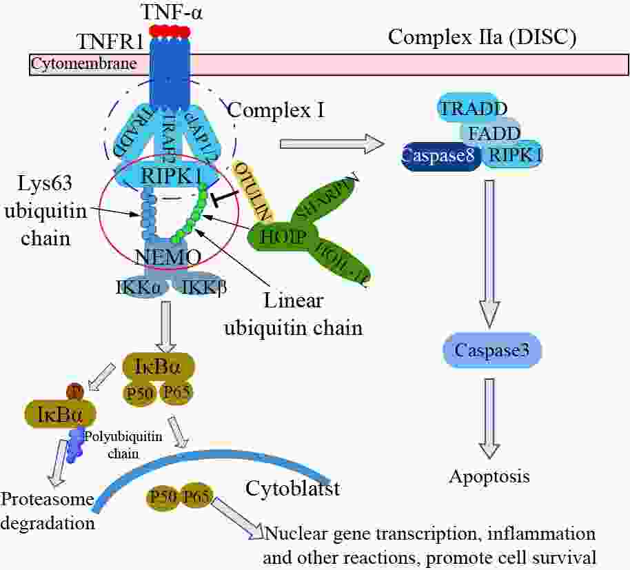 去线性泛素化酶OTULIN通过NF κB通路调节炎症和细胞死亡的研究进展