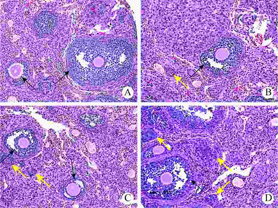 Shortterm effects of microwave radiation on ovarian function in female