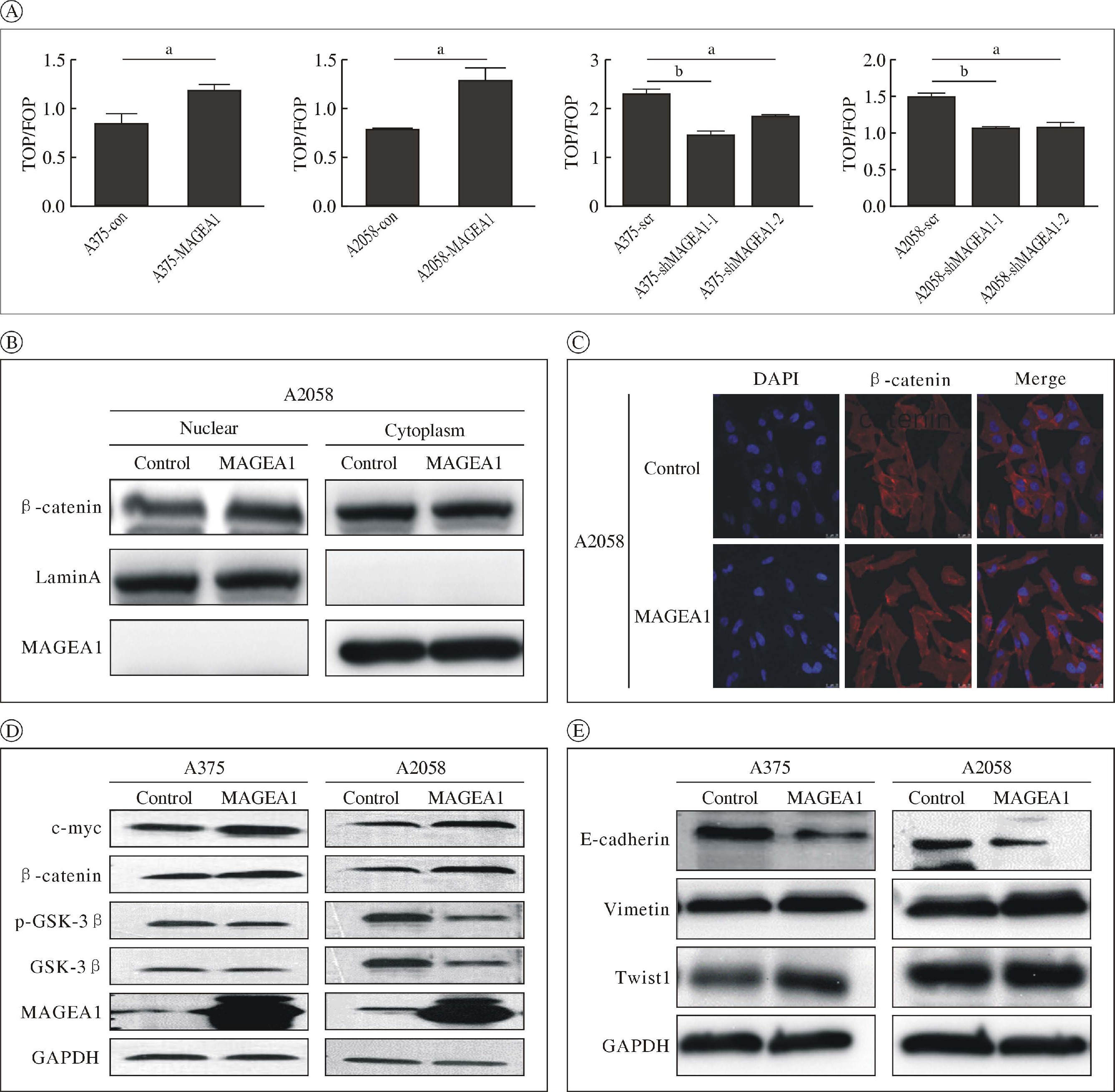 wntźͨ·wntźͨ·Ƽ