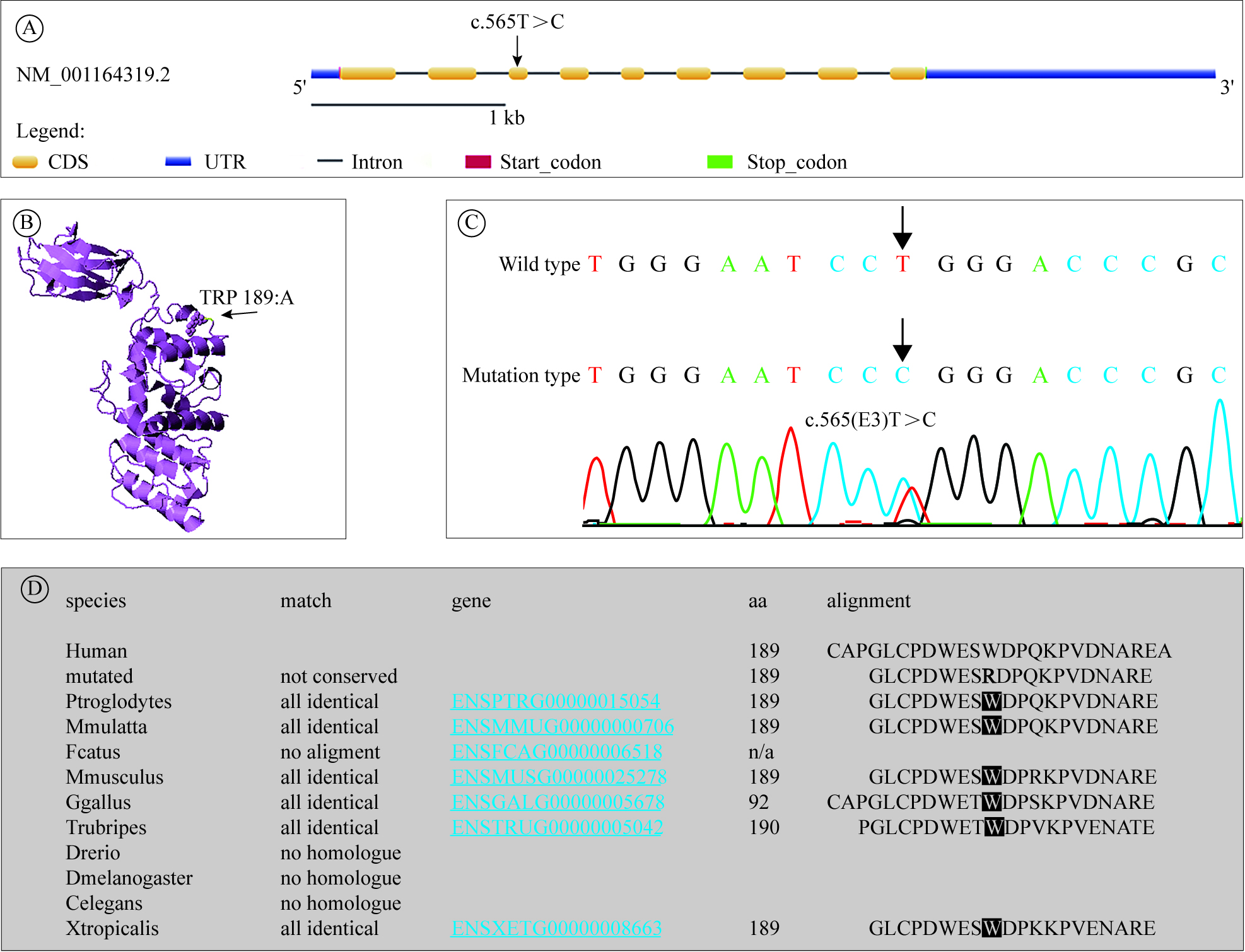 FLNB突变致胎儿期拉森综合征的遗传学研究