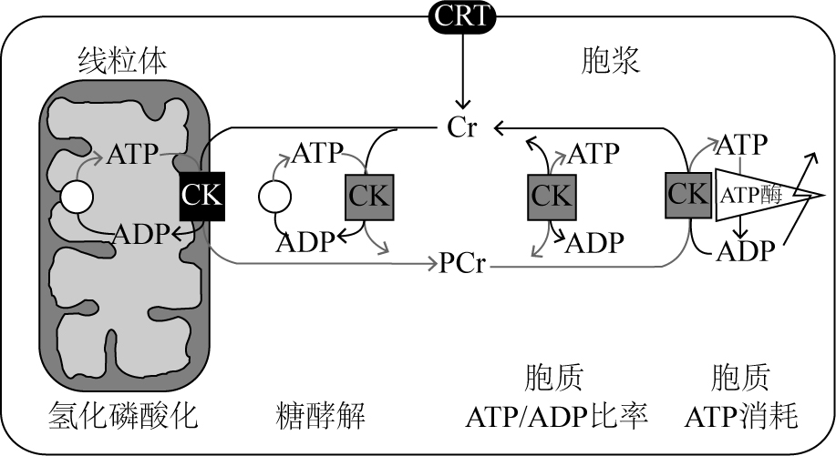 Review on mechanisms of brain creatine kinase/phosphate creatine system