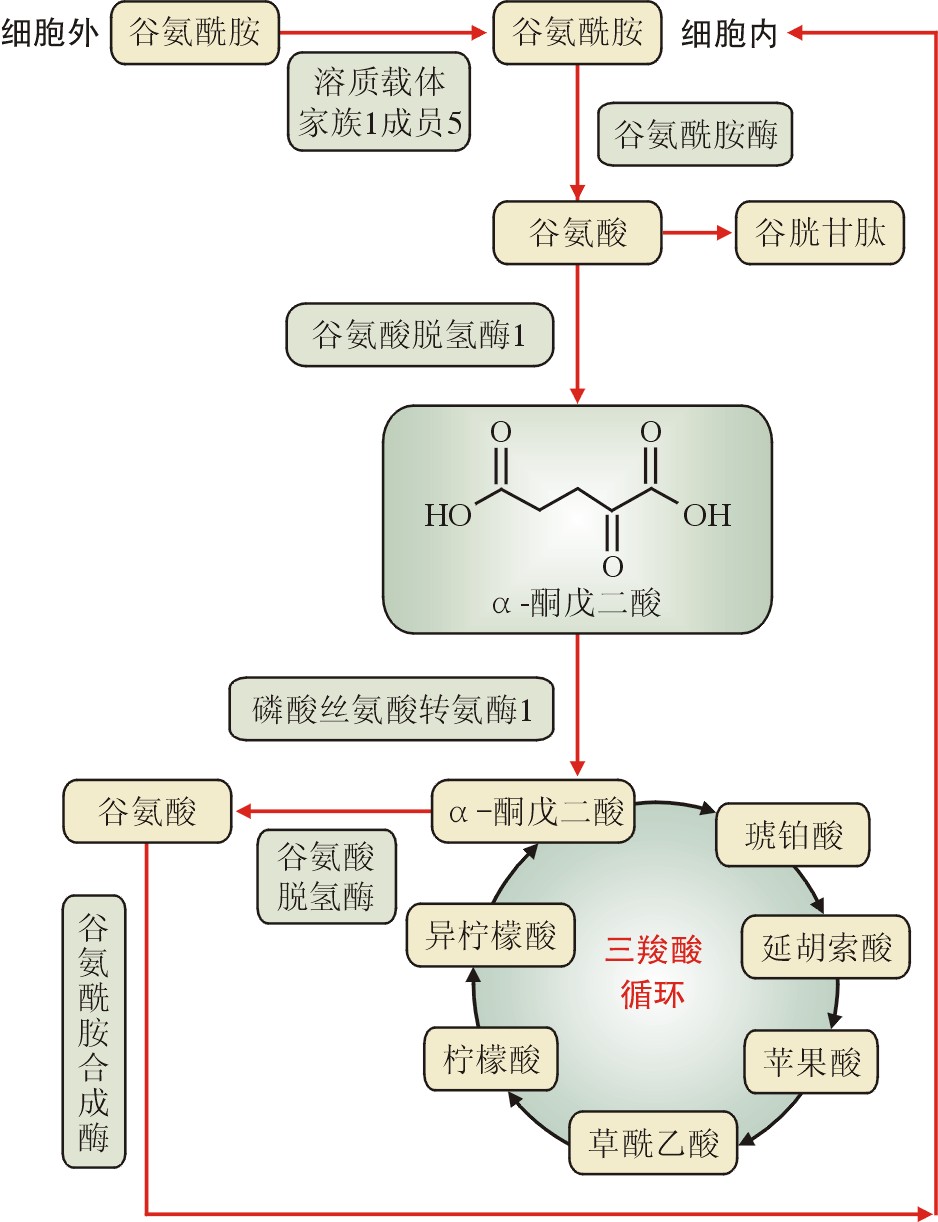 谷氨酰胺代谢图解图片