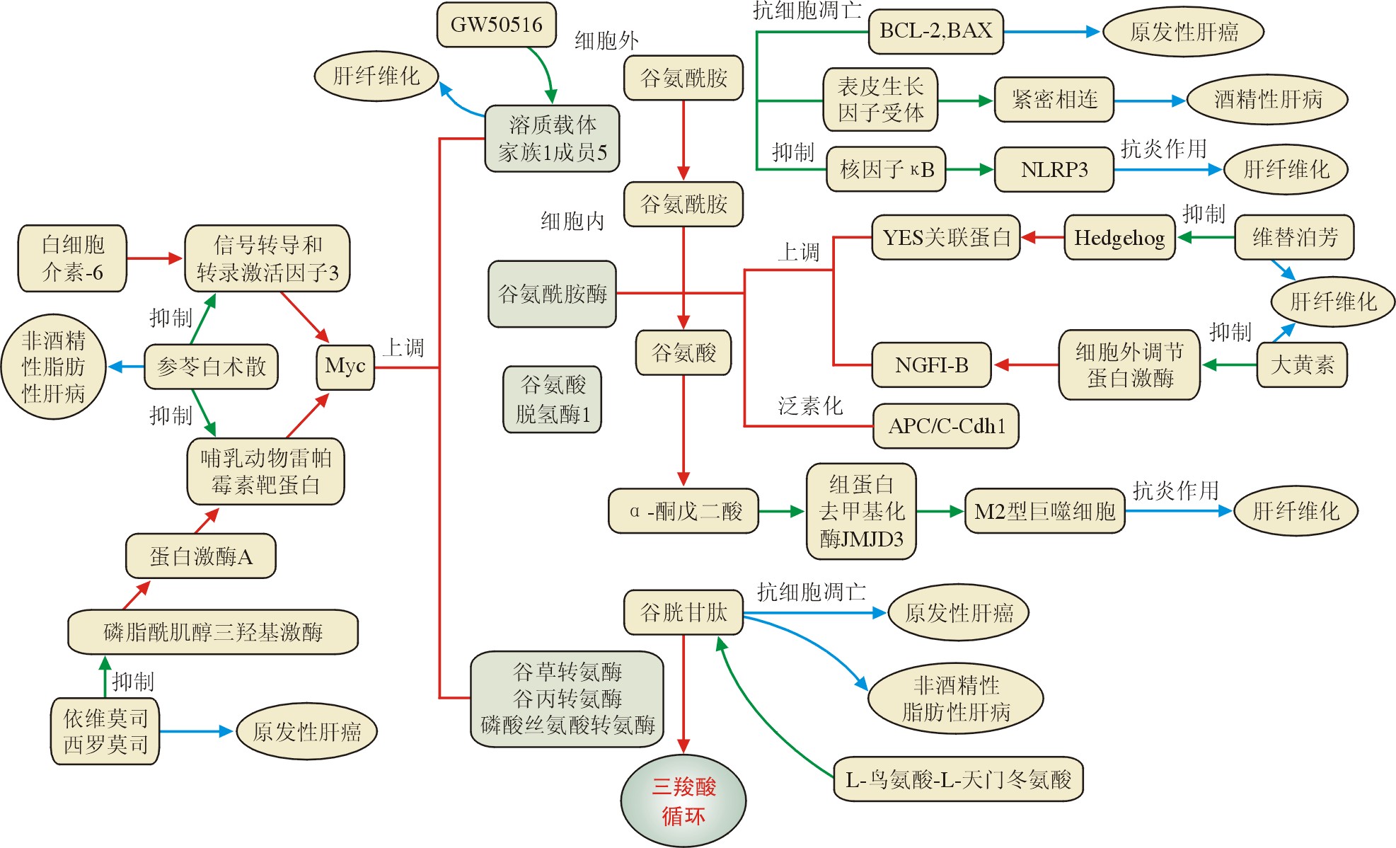 谷氨酰胺代谢图解图片