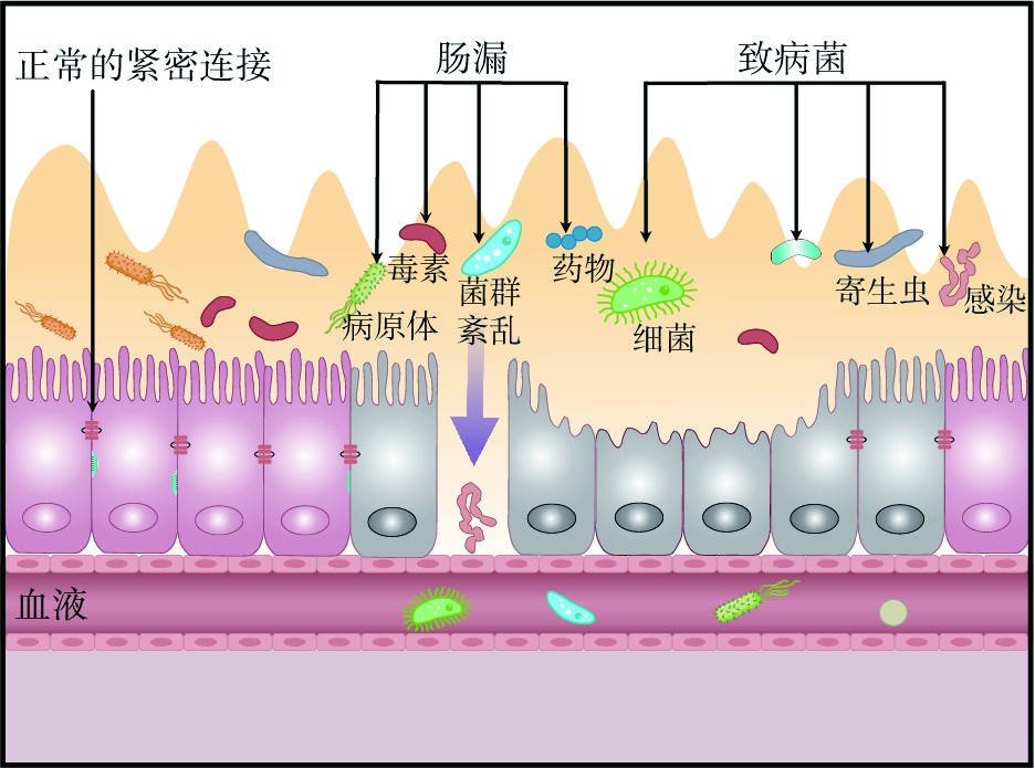 肠上皮细胞示意图-千图网
